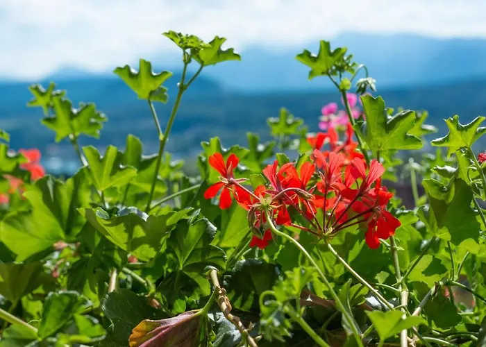 Garni Fruehstueckspension Neff بيت ضيافة